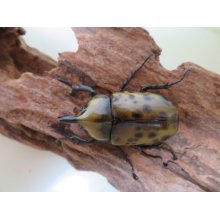 他の写真1: ティティウスシロカブト極小♂単品