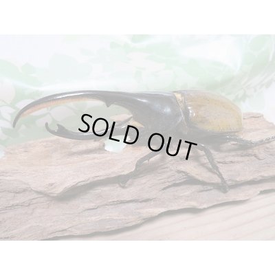 画像1: D.H.リッキー♂119ミリ♀６3ミリ新成虫ペア販売