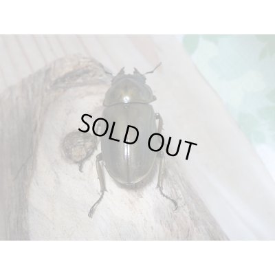 画像6: ローゼンベルグオウゴンオニクワガタWF1新成虫ペア販売