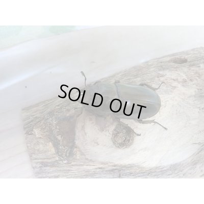 画像5: ローゼンベルグオウゴンオニクワガタWF1新成虫ペア販売