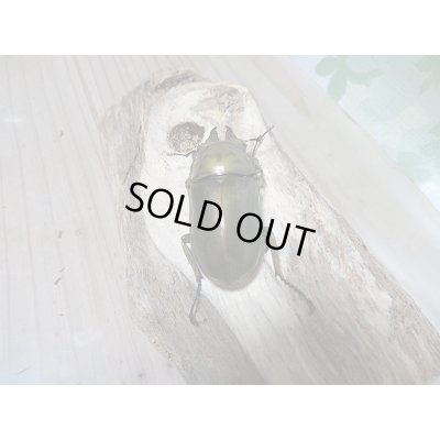 画像3: ローゼンベルグオウゴンオニクワガタWF1新成虫ペア販売