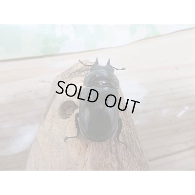 画像6: 新成虫!レギウスオオツヤクヤガタペア販売