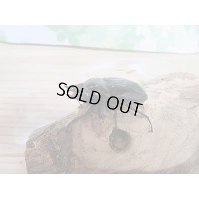 画像4: 新成虫!レギウスオオツヤクヤガタペア販売