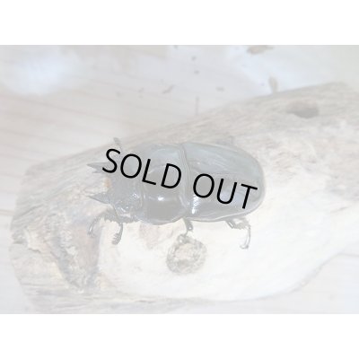 画像5: 新成虫!レギウスオオツヤクヤガタペア販売