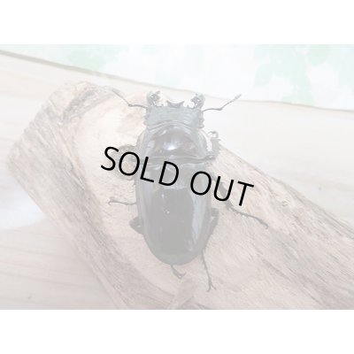 画像3: 新成虫!レギウスオオツヤクヤガタペア販売