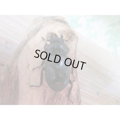 画像6: 越冬個体☆シェンクリングオオクワガタ♂77ミリ♀47ミリペア販売