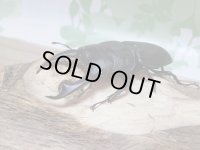 越冬個体☆シェンクリングオオクワガタ♂77ミリ♀47ミリペア販売