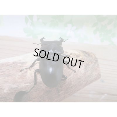 画像3: 越冬個体☆シェンクリングオオクワガタ♂77ミリ♀47ミリペア販売