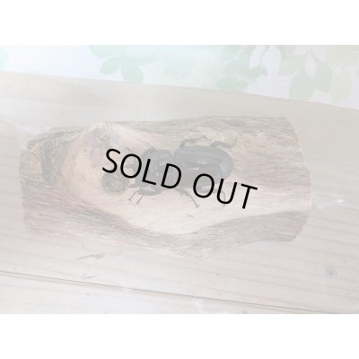 画像5: 越冬個体☆シェンクリングオオクワガタ♂77ミリ♀47ミリペア販売