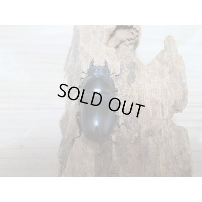 画像6: 新成虫☆ブータンアンタエウスオオクワガタ♂82ミリ♀45ミリペア販売