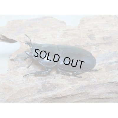 画像4: 新成虫☆ブータンアンタエウスオオクワガタ♂82ミリ♀45ミリペア販売