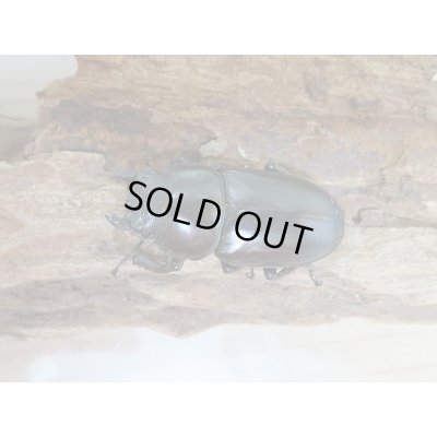 画像5: 新成虫☆ブータンアンタエウスオオクワガタ♂82ミリ♀45ミリペア販売