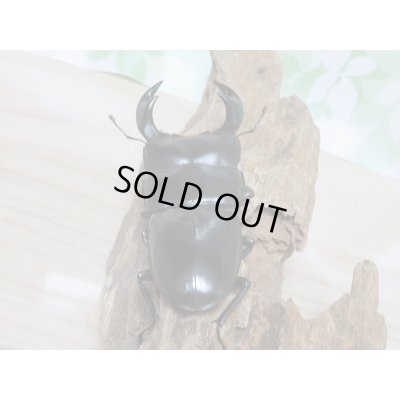 画像3: 新成虫☆ブータンアンタエウスオオクワガタ♂82ミリ♀45ミリペア販売