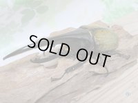セール☆10％OFF！！D・H・ヘラクレスヘラクレス☆新成虫137ミリ♂単品販売！