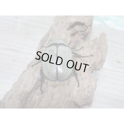 画像6: セール☆10%OFF!新成虫☆グラントシロカブト♂67ミリ♀48ミリペア販売!