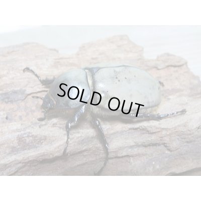 画像4: セール☆10%OFF!新成虫☆グラントシロカブト♂67ミリ♀48ミリペア販売!