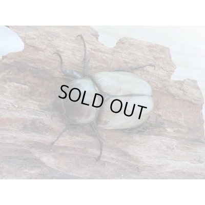 画像5: セール☆10%OFF!新成虫☆グラントシロカブト♂67ミリ♀48ミリペア販売!