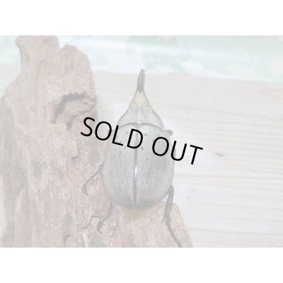 画像3: セール☆10%OFF!新成虫☆グラントシロカブト♂67ミリ♀48ミリペア販売!