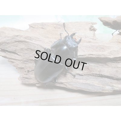 画像4: セール10％OFF☆大型個体！！ギラファノコギリクワガタ♂111ミリ51ミリペア販売