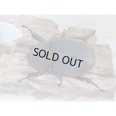 画像5: セール20%OFF☆D.H.リッキー♂132ミリ♀67ミリペア販売!