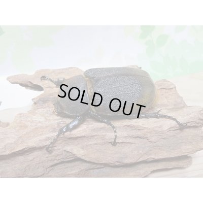 画像4: セール20%OFF☆D.H.リッキー♂132ミリ♀67ミリペア販売!