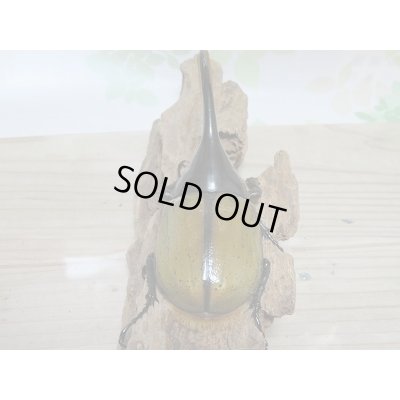 画像3: セール20%OFF☆D.H.リッキー♂132ミリ♀67ミリペア販売!