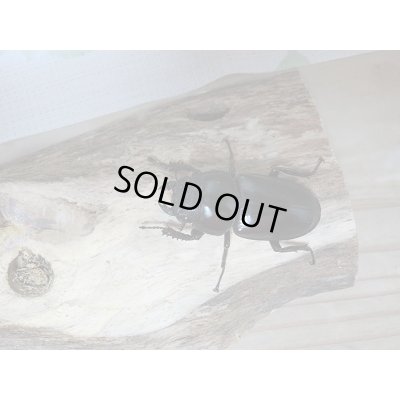 画像5: 新成虫☆中国アンタエウスオオクワガタ♂71ミリ♀43ミリペア販売!!