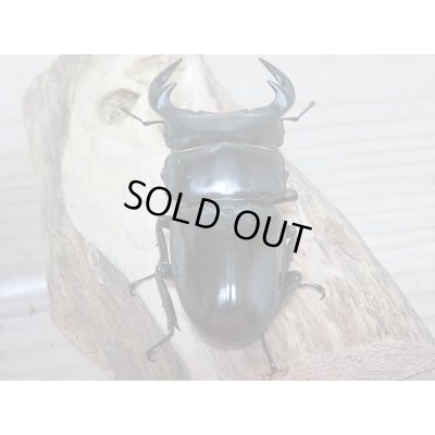 画像3: 新成虫☆中国アンタエウスオオクワガタ♂71ミリ♀43ミリペア販売!!