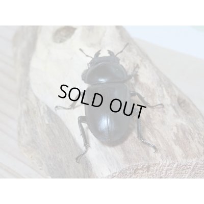 画像6: 新成虫☆中国アンタエウスオオクワガタ♂71ミリ♀43ミリペア販売!!