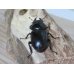 画像6: 新成虫☆中国アンタエウスオオクワガタ♂71ミリ♀43ミリペア販売！！