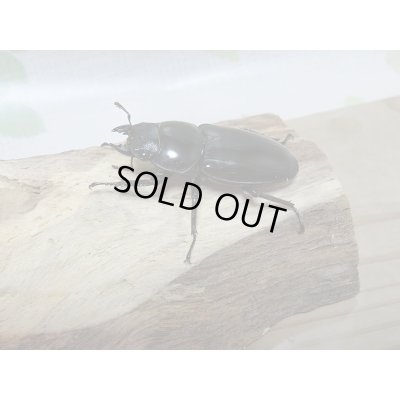 画像4: 新成虫☆中国アンタエウスオオクワガタ♂71ミリ♀43ミリペア販売!!