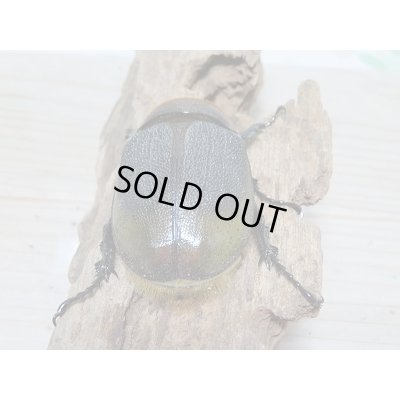 画像6: セール20%OFF☆D.H.リッキー♂132ミリ♀67ミリペア販売!