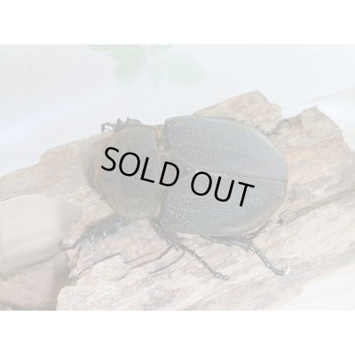 画像5: セール40%OFF☆D.H.リッキー♂130ミリ♀67ミリペア販売!!