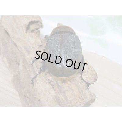 画像6: セール40%OFF☆D.H.リッキー♂130ミリ♀67ミリペア販売!!