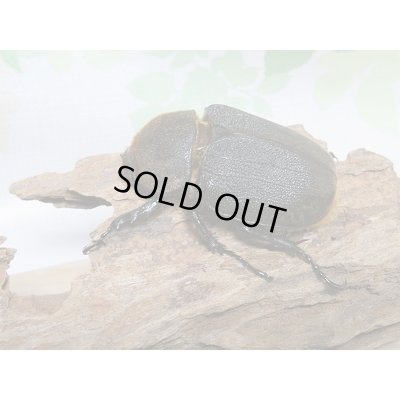 画像4: セール40%OFF☆D.H.リッキー♂130ミリ♀67ミリペア販売!!