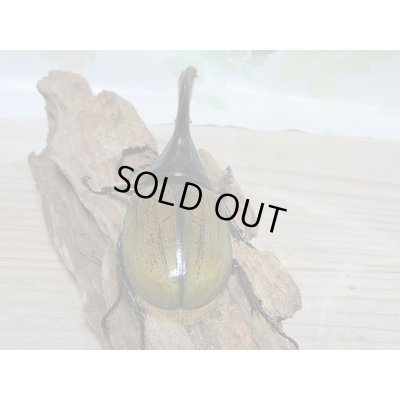 画像3: セール40%OFF☆D.H.リッキー♂130ミリ♀67ミリペア販売!!