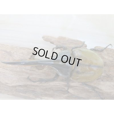 画像3: 新成虫☆D.H.リッキー♂A´-128ミリ♀65ミリ新成虫ペア販売!!