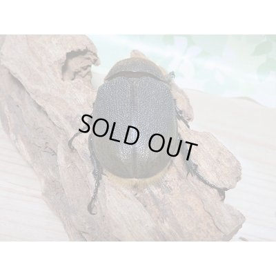 画像7: 新成虫☆D.H.リッキー♂A´-128ミリ♀65ミリ新成虫ペア販売!!