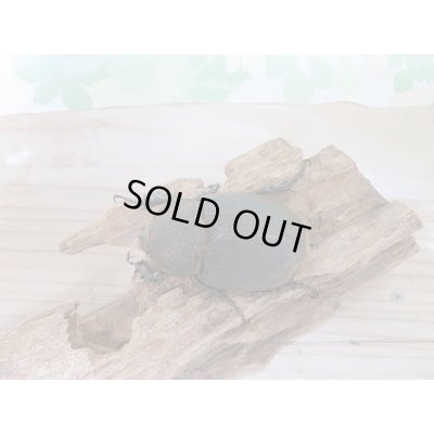 画像6: 新成虫☆D.H.リッキー♂A´-128ミリ♀65ミリ新成虫ペア販売!!