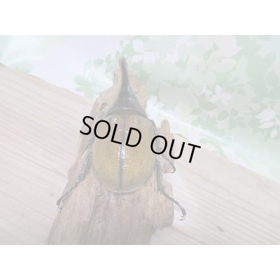 画像4: 新成虫☆D.H.リッキー♂A´-128ミリ♀65ミリ新成虫ペア販売!!