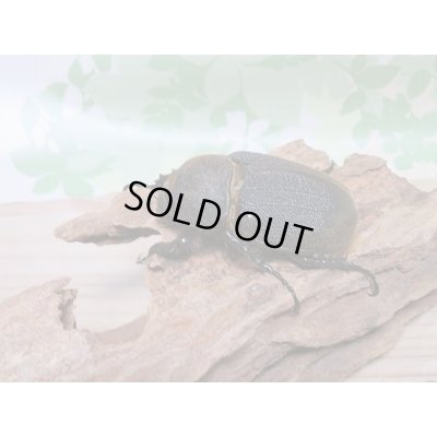 画像5: 新成虫☆D.H.リッキー♂A´-128ミリ♀65ミリ新成虫ペア販売!!