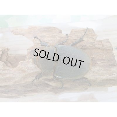 画像5: 新成虫☆D.H.リッキー♂121ミリ♀６4ミリ新成虫ペア販売！！