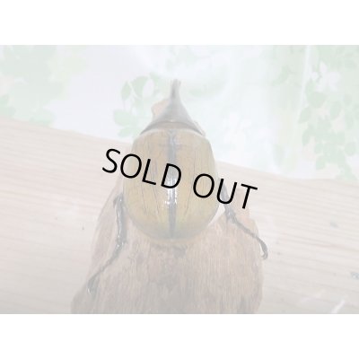 画像3: 新成虫☆D.H.リッキー♂121ミリ♀６4ミリ新成虫ペア販売！！