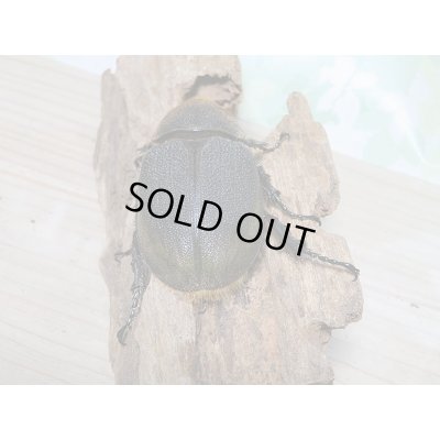 画像6: 新成虫☆D.H.リッキー♂121ミリ♀６4ミリ新成虫ペア販売！！