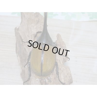 画像3: セール40%OFF☆D.H.リッキー♂117ミリ♀63ミリ新成虫ペア販売!!