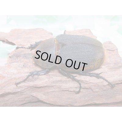 画像4: セール40%OFF☆D.H.リッキー♂117ミリ♀63ミリ新成虫ペア販売!!