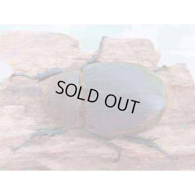 画像5: セール40%OFF☆D.H.リッキー♂117ミリ♀63ミリ新成虫ペア販売!!