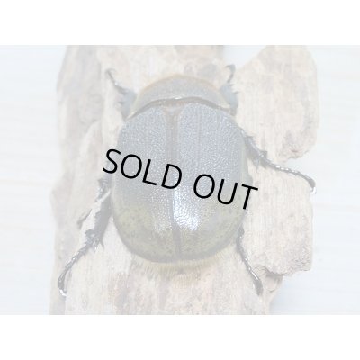 画像6: セール40%OFF☆D.H.リッキー♂117ミリ♀63ミリ新成虫ペア販売!!