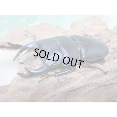 画像1: 新成虫☆川西産！オオクワガタ♂70ミリ♀46ミリペア販売！！