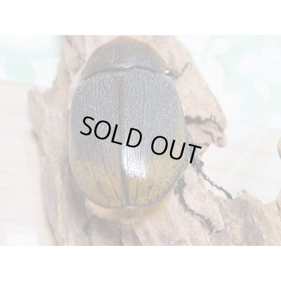 画像6: 新成虫☆ナポ産！D.H.リッキー♂120ミリ♀６4ミリペア販売！！